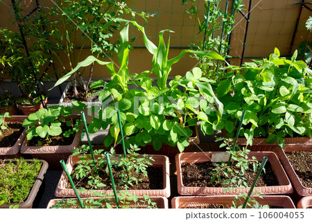 利用屋頂陽台在菜園種植器中種植各種蔬菜 利用屋頂陽台在菜園種植器中種植各種蔬菜 106004055