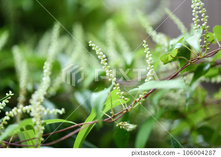 Yam (Japanese yam) flower Yam (Japanese yam) flower 106004287