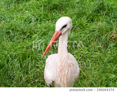 White stork, Ciconia ciconia, on a green meadow. White stork, Ciconia ciconia, on a green meadow. 106004374