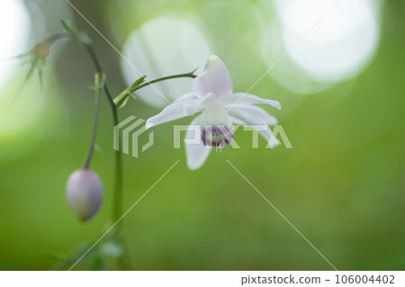 Renge潑花 106004402