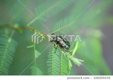 Aodougane(銅鑼) Aodougane(銅鑼) 106004430