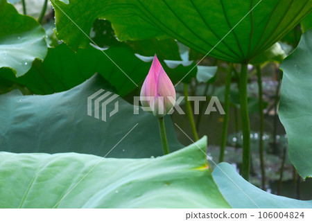 lotus flower in lotus pond and lotus pod on lotus leaf lotus flower in lotus pond and lotus pod on lotus leaf 106004824