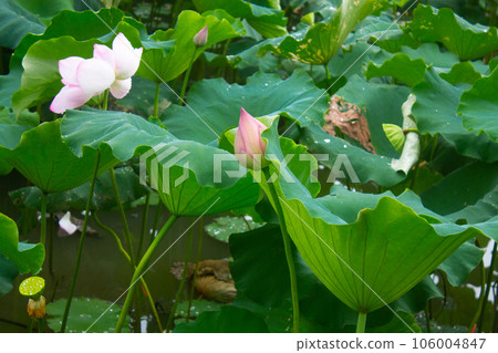 lotus flower in lotus pond and lotus pod on lotus leaf 106004847