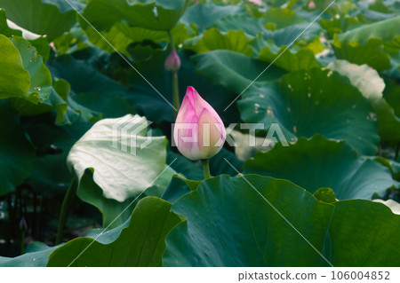 lotus flower in lotus pond and lotus pod on lotus leaf 106004852