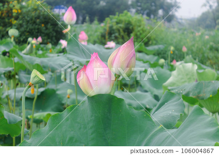 lotus flower in lotus pond and lotus pod on lotus leaf 106004867