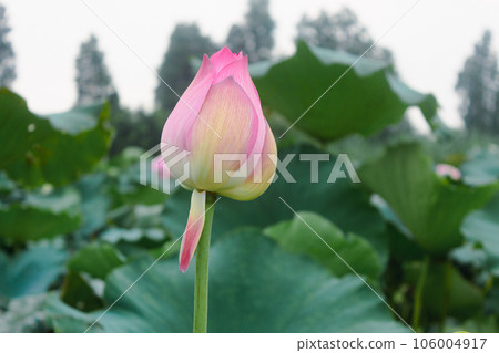 荷塘里的荷花和荷葉上的蓮蓬 荷塘里的荷花和荷葉上的蓮蓬 106004917