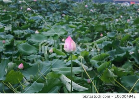 lotus flower in lotus pond and lotus pod on lotus leaf 106004942