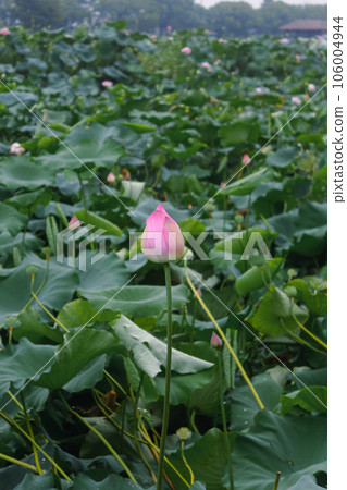 lotus flower in lotus pond and lotus pod on lotus leaf 106004944