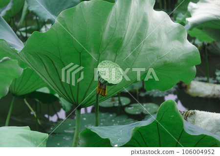 lotus flower in lotus pond and lotus pod on lotus leaf lotus flower in lotus pond and lotus pod on lotus leaf 106004952