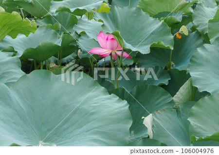 荷塘里的荷花和荷葉上的蓮蓬 106004976