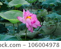 lotus flower in lotus pond and lotus pod on lotus leaf 106004978
