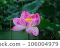 lotus flower in lotus pond and lotus pod on lotus leaf 106004979