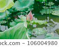 lotus flower in lotus pond and lotus pod on lotus leaf 106004980