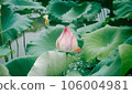 lotus flower in lotus pond and lotus pod on lotus leaf 106004981