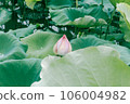 lotus flower in lotus pond and lotus pod on lotus leaf 106004982
