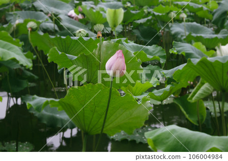 荷塘里的荷花和荷葉上的蓮蓬 106004984