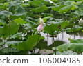 lotus flower in lotus pond and lotus pod on lotus leaf 106004985