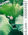 lotus flower in lotus pond and lotus pod on lotus leaf 106004987