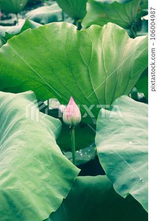 lotus flower in lotus pond and lotus pod on lotus leaf 106004987