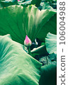 lotus flower in lotus pond and lotus pod on lotus leaf 106004988