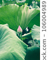 lotus flower in lotus pond and lotus pod on lotus leaf 106004989