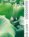 lotus flower in lotus pond and lotus pod on lotus leaf 106004990