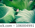 lotus flower in lotus pond and lotus pod on lotus leaf 106004991