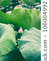 lotus flower in lotus pond and lotus pod on lotus leaf 106004992