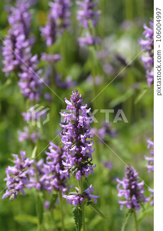 Common hedgenettle Common hedgenettle 106004997