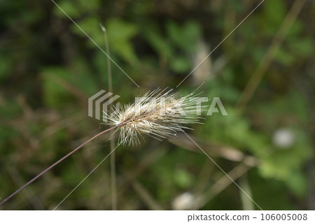 Bristly dogstail grass 106005008