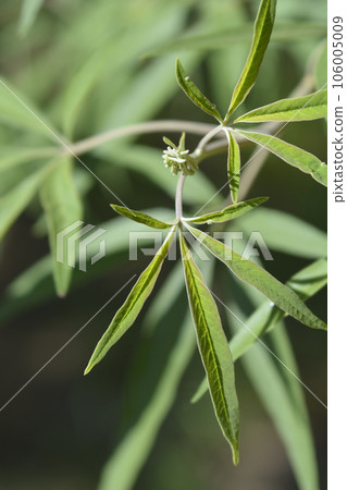 Chaste tree Chaste tree 106005009