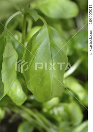 Common basil Common basil 106005011