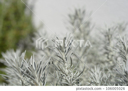 Italian everlasting flowers Italian everlasting flowers 106005026