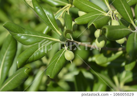 Mock Orange Mock Orange 106005029