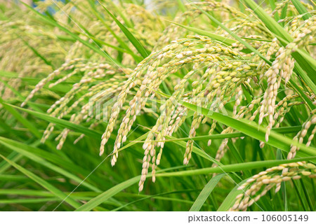 Rice rice ear Rice rice ear 106005149