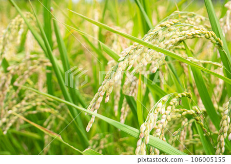 Rice rice ear 106005155