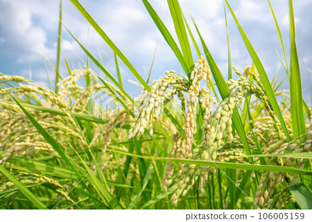 Rice rice ear Rice rice ear 106005159