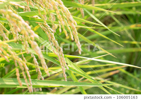 Rice rice ear Rice rice ear 106005163