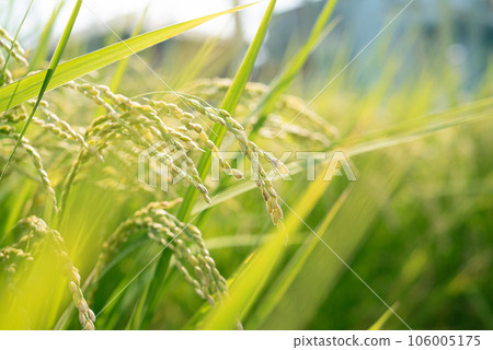 Rice rice ear Rice rice ear 106005175