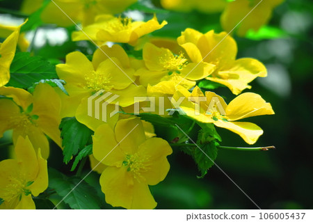 在明亮的金色中綻放 106005437