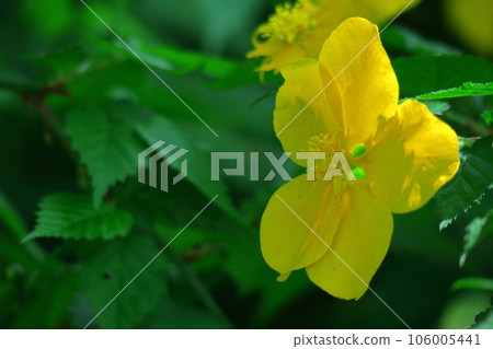 在明亮的金色中綻放 106005441