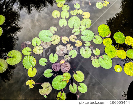 water lily in a pond. top view water lily in a pond. top view 106005444