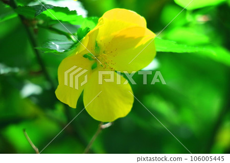 Blooms in bright golden color Blooms in bright golden color 106005445