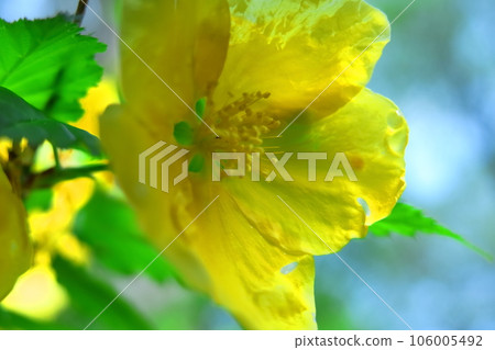 Blooms in bright golden color 106005492
