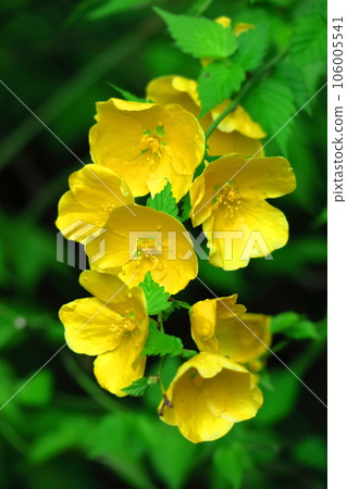 Blooms in bright golden color Blooms in bright golden color 106005541