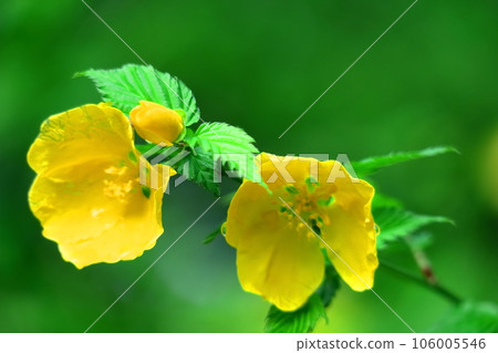 在明亮的金色中綻放 106005546