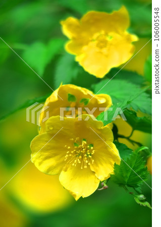 在明亮的金色中綻放 106005548