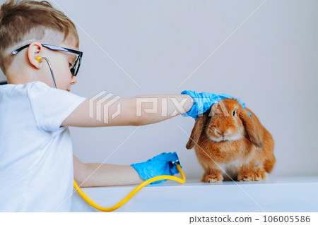 cute little boy playing vet stethoscoping a rabbit cute little boy playing vet stethoscoping a rabbit 106005586