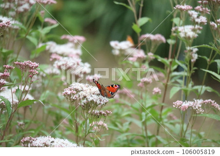 孔雀蝴蝶在粉紅色的花朵周圍飛舞 106005819