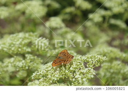 白色的花朵和豹子 106005821